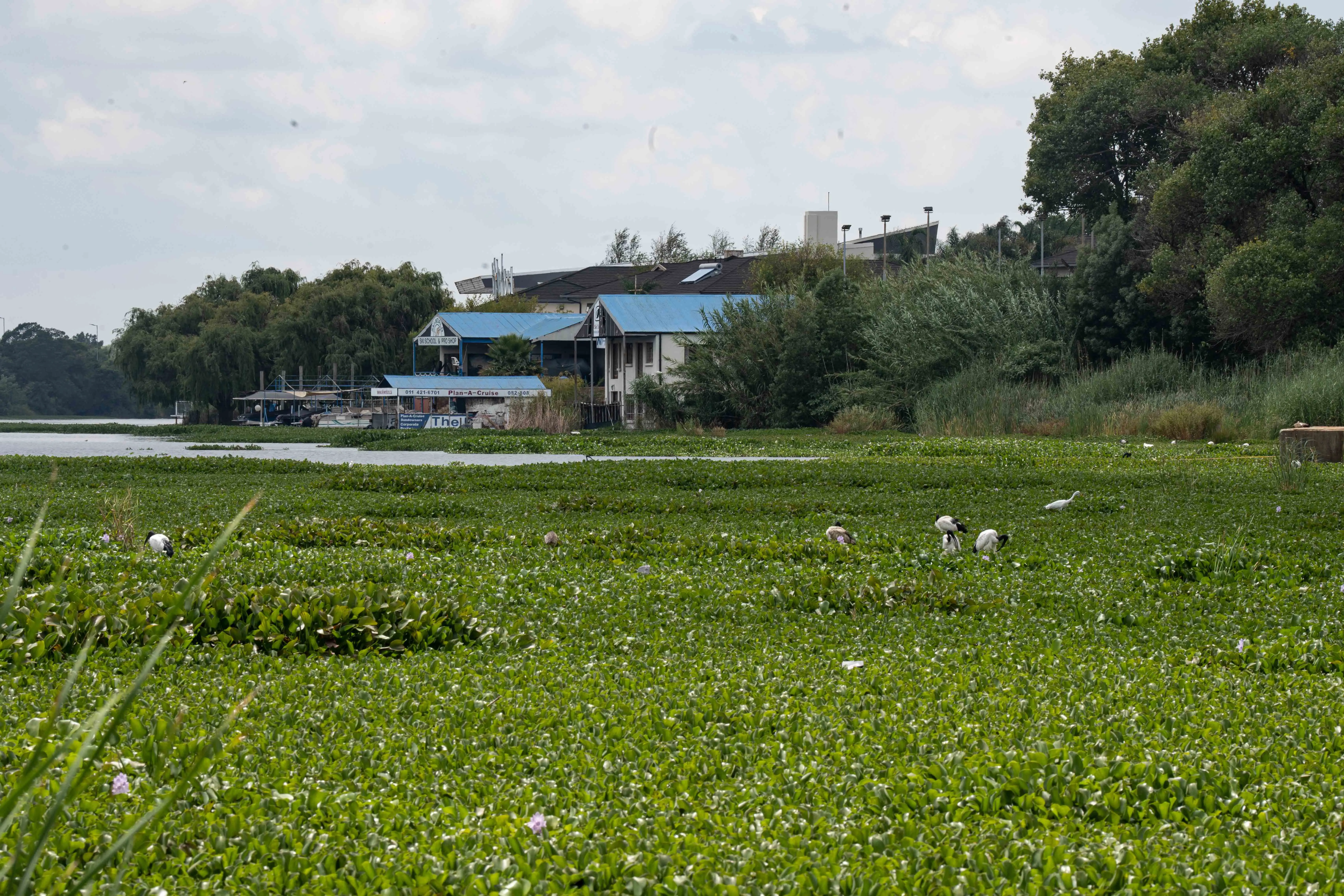 Ibis birds on the water hyacinth at Benoni’s Middle Lake. Picture: Xanderleigh Dookey Makhaza/Eyewitness News Ibis birds on the water hyacinth at Benoni’s Middle Lake. Picture: Xanderleigh Dookey Makhaza/Eyewitness News