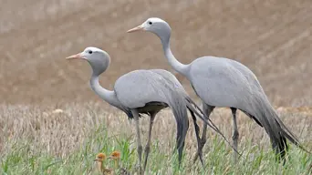 South Africa's Blue Crane (our national bird) population is plummeting South Africa's Blue Crane (our national bird) population is plummeting