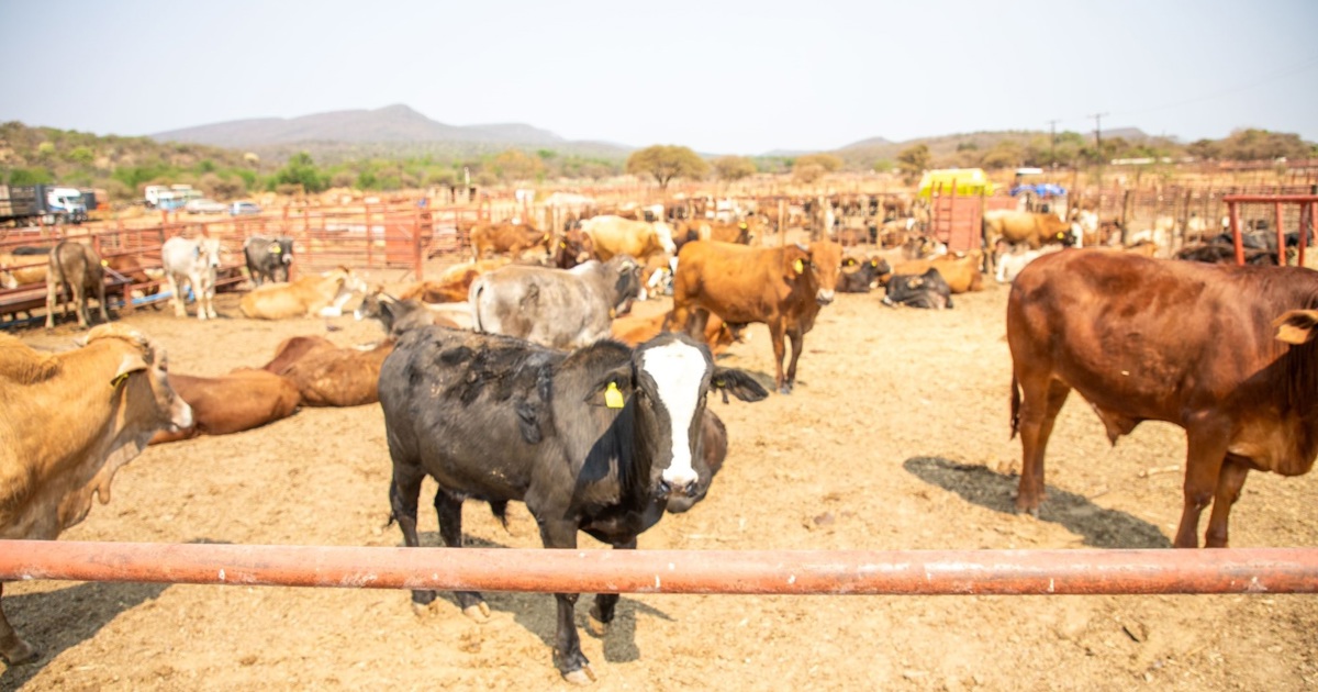 Kenya's $2m weekly meat exports to Middle East slump due to Iran conflict