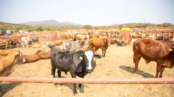 Kenya's $2m weekly meat exports to Middle East slump due to Iran conflict Kenya's $2m weekly meat exports to Middle East slump due to Iran conflict