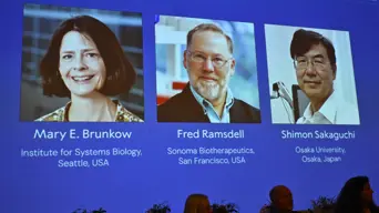 US-Japanese trio win medicine Nobel for immune system research US-Japanese trio win medicine Nobel for immune system research