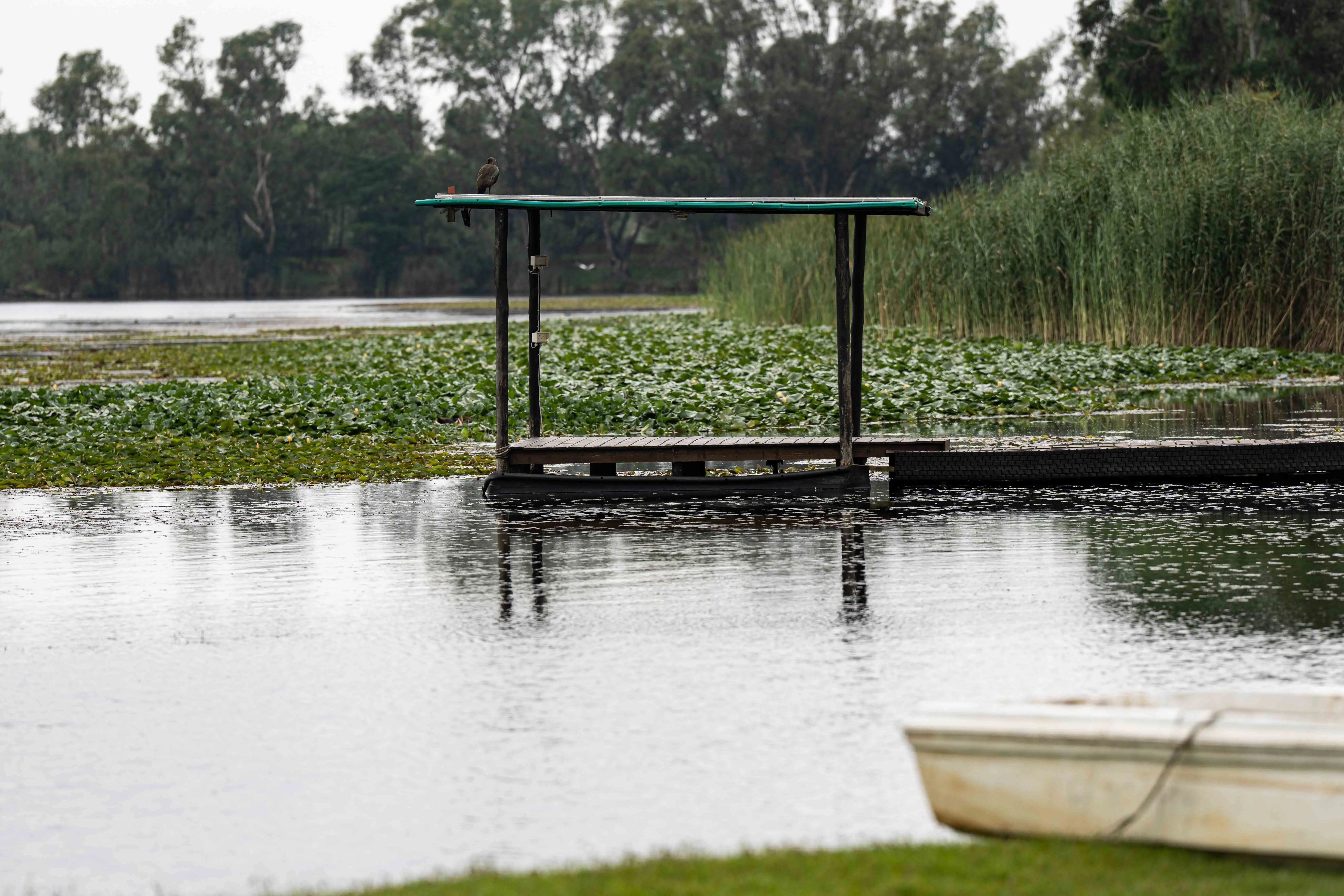 A patch of water hyacinth on Homestead dam in Benoni. The invasive plant is under control here. Picture: Xanderleigh Dookey Makhaza A patch of water hyacinth on Homestead dam in Benoni. The invasive plant is under control here. Picture: Xanderleigh Dookey Makhaza