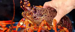 Department defends reduced West Coast crayfish quotas after fisher backlash Department defends reduced West Coast crayfish quotas after fisher backlash