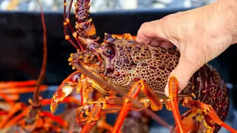 West Coast Rock Lobster fishing quota increases for 2025/2026 season West Coast Rock Lobster fishing quota increases for 2025/2026 season