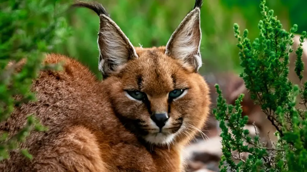 Rat poison found in Cape Town's dead caracals