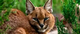 Rat poison found in Cape Town’s dead caracals Rat poison found in Cape Town’s dead caracals