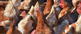 Astral Foods, South Africa’s biggest poultry producer reports a 11% jump in profit Astral Foods, South Africa’s biggest poultry producer reports a 11% jump in profit
