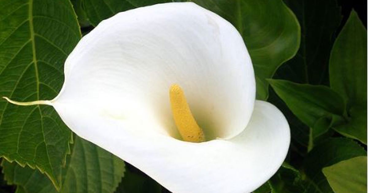 Selling arum lilies without a permit still banned due to red data list protection status