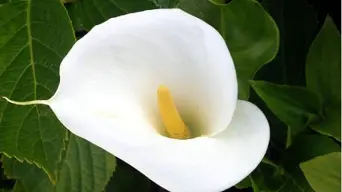 Selling arum lilies without a permit still banned due to red data list protection status Selling arum lilies without a permit still banned due to red data list protection status