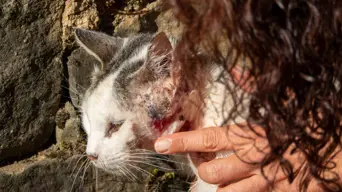 SPCA warns animal cruelty videos may signal deeper problems in children