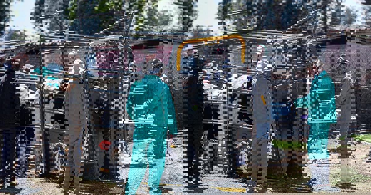 Vaccination blitz: South Africa's 10-year plan to achieve FMD-free status