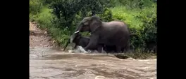 WATCH: Elephant rescues calf during Kruger National Park floods WATCH: Elephant rescues calf during Kruger National Park floods