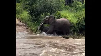 WATCH: Elephant rescues calf during Kruger National Park floods WATCH: Elephant rescues calf during Kruger National Park floods