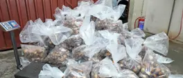 R3m abalone bust: Environmental authorities welcome arrest of 2 suspects R3m abalone bust: Environmental authorities welcome arrest of 2 suspects