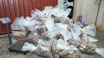 R3m abalone bust: Environmental authorities welcome arrest of 2 suspects R3m abalone bust: Environmental authorities welcome arrest of 2 suspects