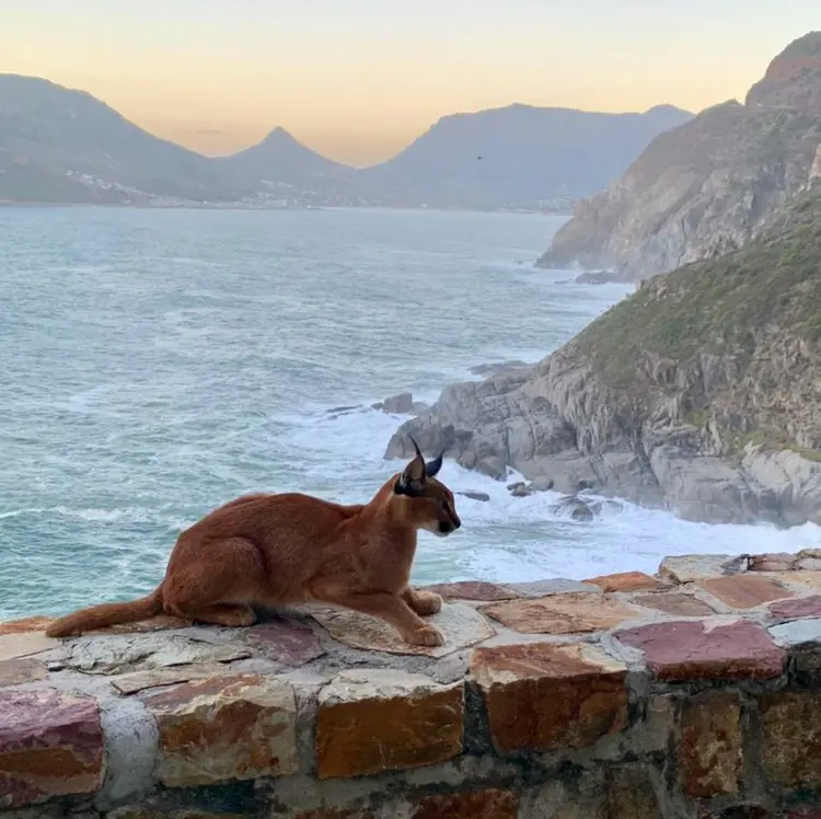 A caracal on Chapman’s Peak drive. Picture: Adam Parker/Urban Caracal Project. A caracal on Chapman’s Peak drive. Picture: Adam Parker/Urban Caracal Project.