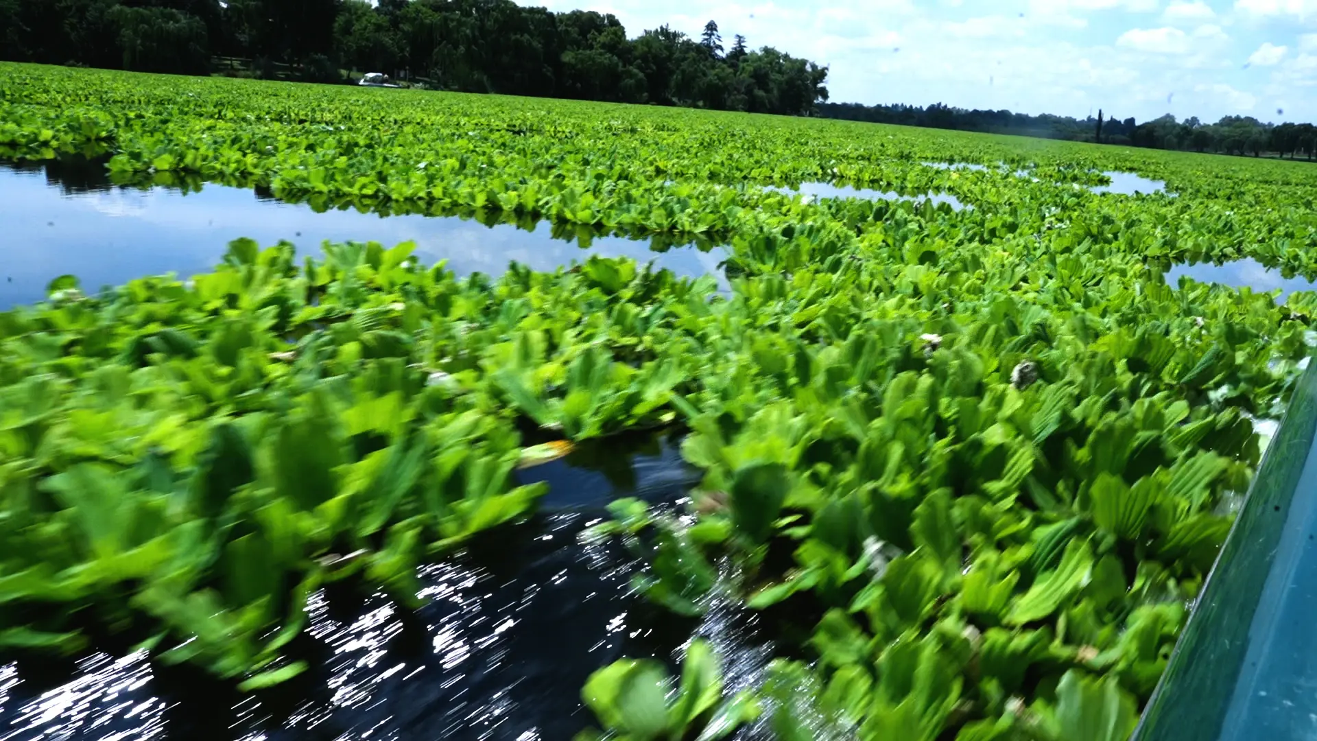 A dense mat of water lettuce coats the Vaal River. Picture: Xanderleigh Dookey Makhaza/Eyewitness News A dense mat of water lettuce coats the Vaal River. Picture: Xanderleigh Dookey Makhaza/Eyewitness News