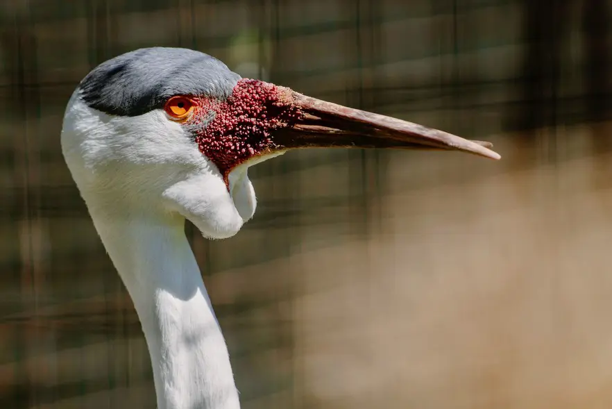 Wattled Cranes, the largest crane species in Africa and the second tallest species of crane in the world, can also be viewed at the zoo. The cranes are part of a recovery program developed to protect the species. The wattled crane’s conservation status in South Africa recently improved from critically endangered to endangered due to successful conservation efforts. The captive population acts “as the genetic reservoir” in case of a catastrophe in the wild, according an animal keeper at the zoo. Wattled Cranes, the largest crane species in Africa and the second tallest species of crane in the world, can also be viewed at the zoo. The cranes are part of a recovery program developed to protect the species. The wattled crane’s conservation status in South Africa recently improved from critically endangered to endangered due to successful conservation efforts. The captive population acts “as the genetic reservoir” in case of a catastrophe in the wild, according an animal keeper at the zoo.