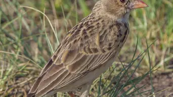 Action plan to save SA’s most endangered bird Action plan to save SA’s most endangered bird