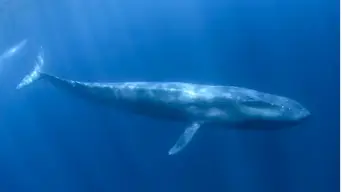 Blue whales: First discovery near Seychelles in decades – study Blue whales: First discovery near Seychelles in decades – study
