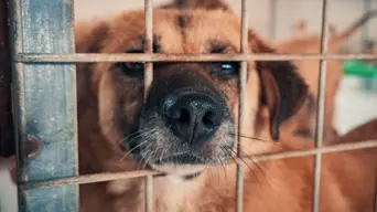 Four dogs returned home after suspected poisoning in Lwandle Four dogs returned home after suspected poisoning in Lwandle