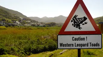 With leopard toad breeding season approaching, CT motorists urged to be cautious when driving With leopard toad breeding season approaching, CT motorists urged to be cautious when driving