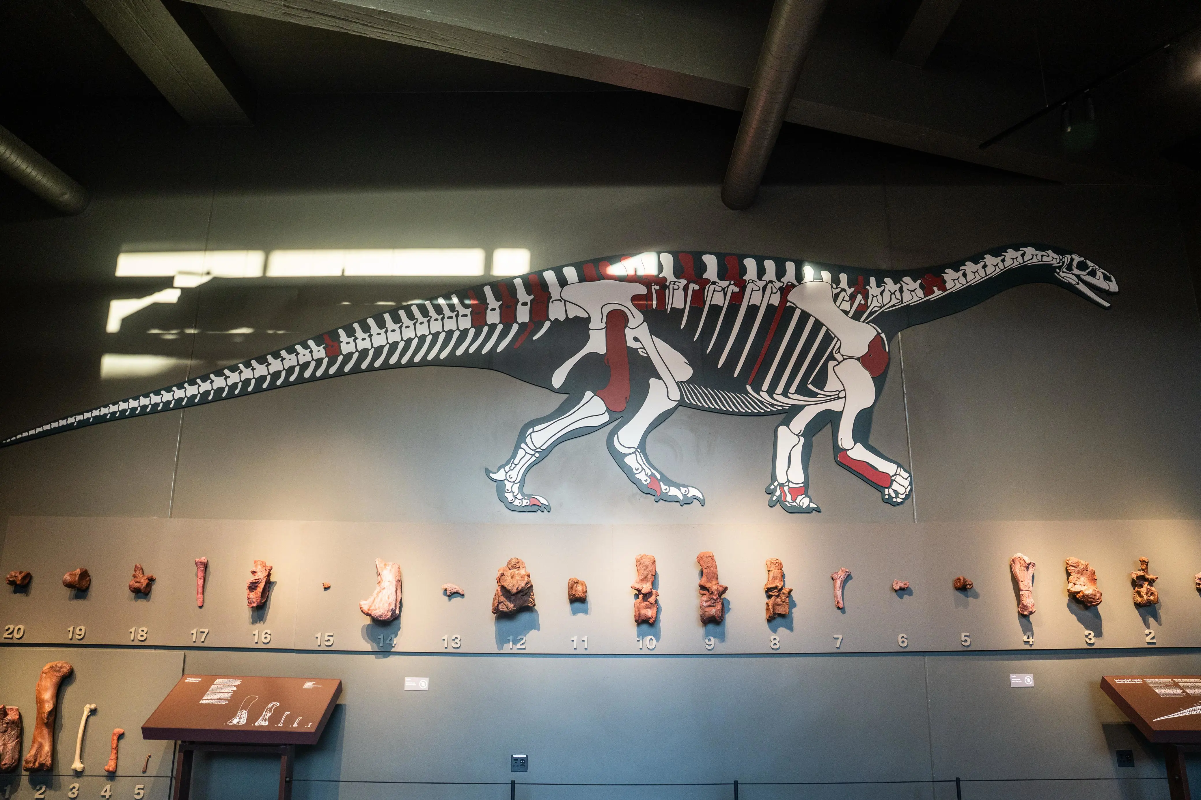 Parts of the found skeleton of the Ledumahadi mafube dinosaur on display at the Kgodumodumo Dinosaur Interpretation Centre, located in SANParks’ Golden Gate Highlands National Park in the Free State, on 21 June 2025. Picture: Jacques Nelles/EWN Parts of the found skeleton of the Ledumahadi mafube dinosaur on display at the Kgodumodumo Dinosaur Interpretation Centre, located in SANParks’ Golden Gate Highlands National Park in the Free State, on 21 June 2025. Picture: Jacques Nelles/EWN