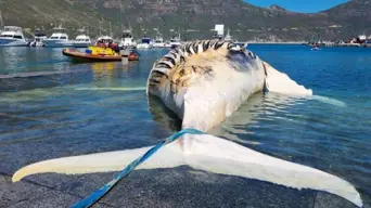 PICS: 35-ton whale carcass transported from Hout Bay to Vissershok Landfill PICS: 35-ton whale carcass transported from Hout Bay to Vissershok Landfill