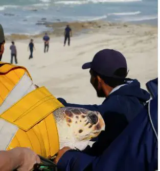 Kai transporté à la plage de la réserve naturelle De Hoop. Image : Aquarium des Deux Océans Kai transporté à la plage de la réserve naturelle De Hoop. Image : Aquarium des Deux Océans