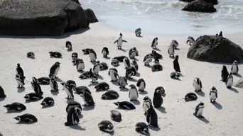 African penguin population declines by around 8% each year: CapeNature African penguin population declines by around 8% each year: CapeNature