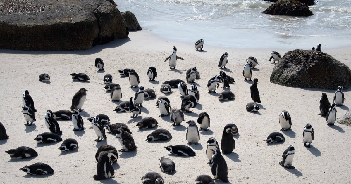 African penguin population declines by around 8% each year: CapeNature