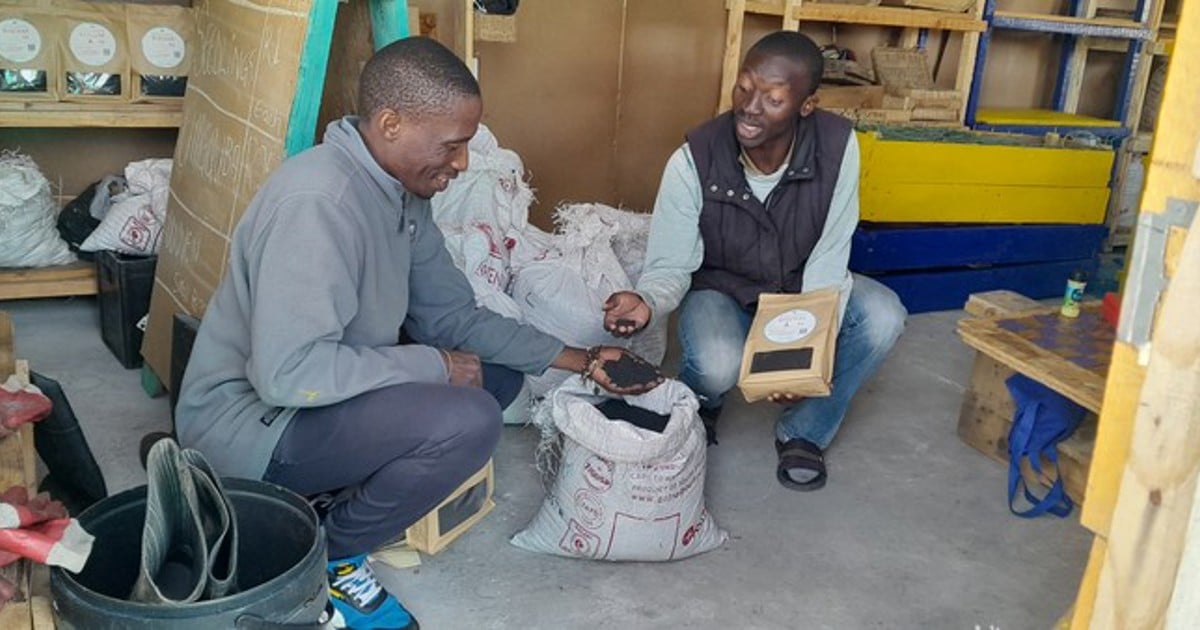 Khayelitsha brothers turn invasive hyacinth into biochar business