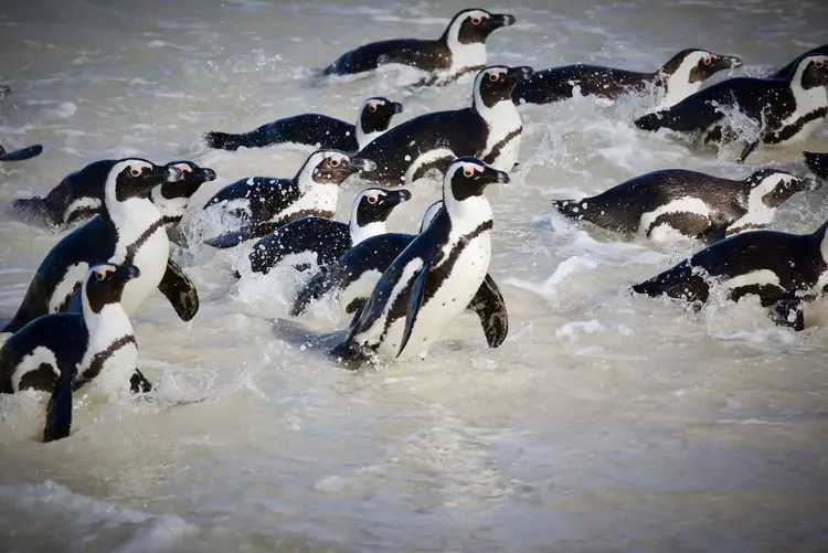 African penguins coming ashore. Picture: Dan Callister/GroundUp African penguins coming ashore. Picture: Dan Callister/GroundUp