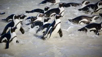 2 NGOs haul DFFE before court in bid to save African penguins from extinction 2 NGOs haul DFFE before court in bid to save African penguins from extinction
