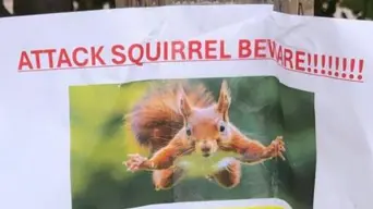 Squirrel dubbed 'very mean' and 'aggressive' causes ruckus in California Squirrel dubbed 'very mean' and 'aggressive' causes ruckus in California
