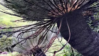 'Living fossils': Cycads Society urges owners to protect endangered Bread Palm Tree 'Living fossils': Cycads Society urges owners to protect endangered Bread Palm Tree