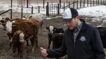 US cattle farmers caught between high costs and weary consumers US cattle farmers caught between high costs and weary consumers