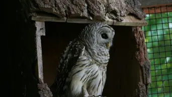 Nature’s pest control: How neighbourhoods are using owls to take on their rodent problem Nature’s pest control: How neighbourhoods are using owls to take on their rodent problem