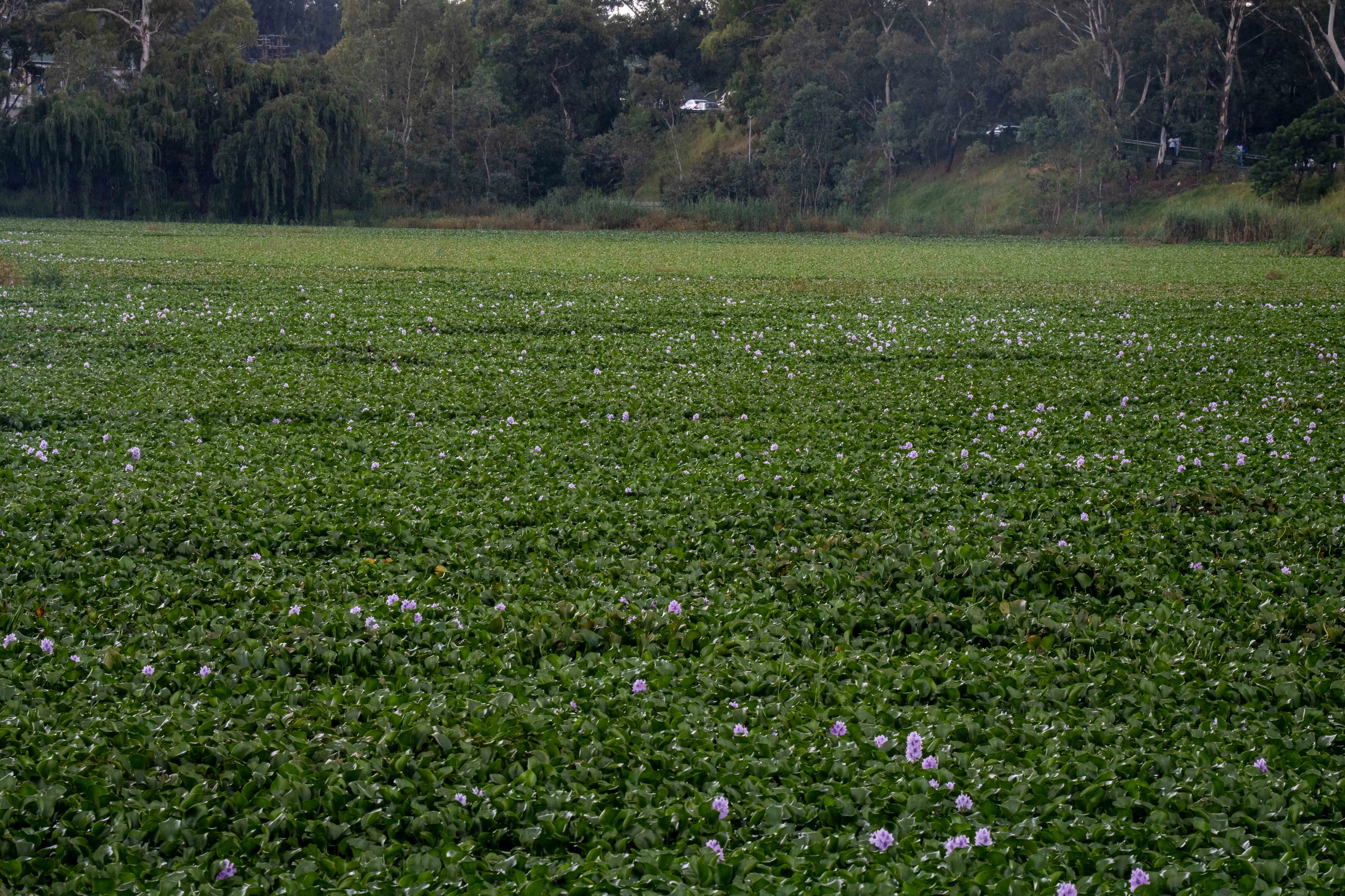 Water hyacinth plants bloom in Benoni. Picture: Xanderleigh Dookey Makhaza/Eyewitness News Water hyacinth plants bloom in Benoni. Picture: Xanderleigh Dookey Makhaza/Eyewitness News