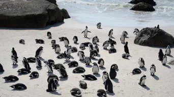 Overstrand Municipality urging Bettys Bay residents to report any African penguins covered in oil Overstrand Municipality urging Bettys Bay residents to report any African penguins covered in oil