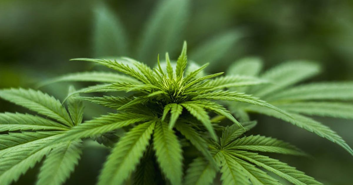 New draft rules aim to end South Africa’s cannabis confusion