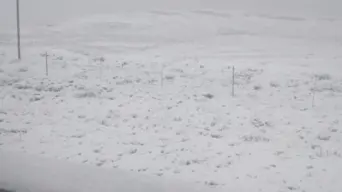 Snowstorm havoc sees farmers pulling their hair over cost implications Snowstorm havoc sees farmers pulling their hair over cost implications