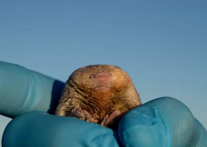 A mole found during a June 2021 expedition that scientists spent two years trying to confirm the identity of. It turned out to be a De Winton's golden mole after all. Picture: Supplied/Nicky Souness A mole found during a June 2021 expedition that scientists spent two years trying to confirm the identity of. It turned out to be a De Winton's golden mole after all. Picture: Supplied/Nicky Souness