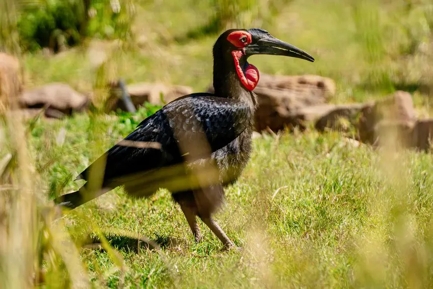 The Johannesburg Zoo is working with the Mabula Ground Hornbill Project to halt the decline in numbers of the Southern Ground Hornbill, classified as endangered in South Africa, Eswatini and Namibia. The Johannesburg Zoo is working with the Mabula Ground Hornbill Project to halt the decline in numbers of the Southern Ground Hornbill, classified as endangered in South Africa, Eswatini and Namibia.