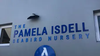 Pamela Isdell Seabird Nursery gives African penguins a fighting chance Pamela Isdell Seabird Nursery gives African penguins a fighting chance