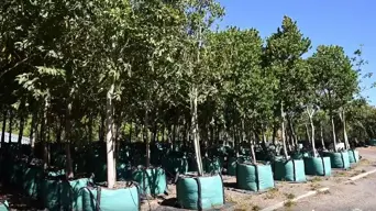 How to make your neighbourhood greener with free trees from CoCT How to make your neighbourhood greener with free trees from CoCT