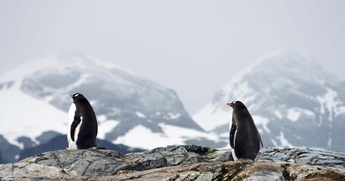 New penguin species discovered on remote island - EWN