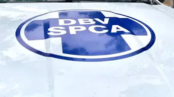 Cape of Good Hope SPCA devastated after man kills 3 kittens in Ruyterwacht Cape of Good Hope SPCA devastated after man kills 3 kittens in Ruyterwacht