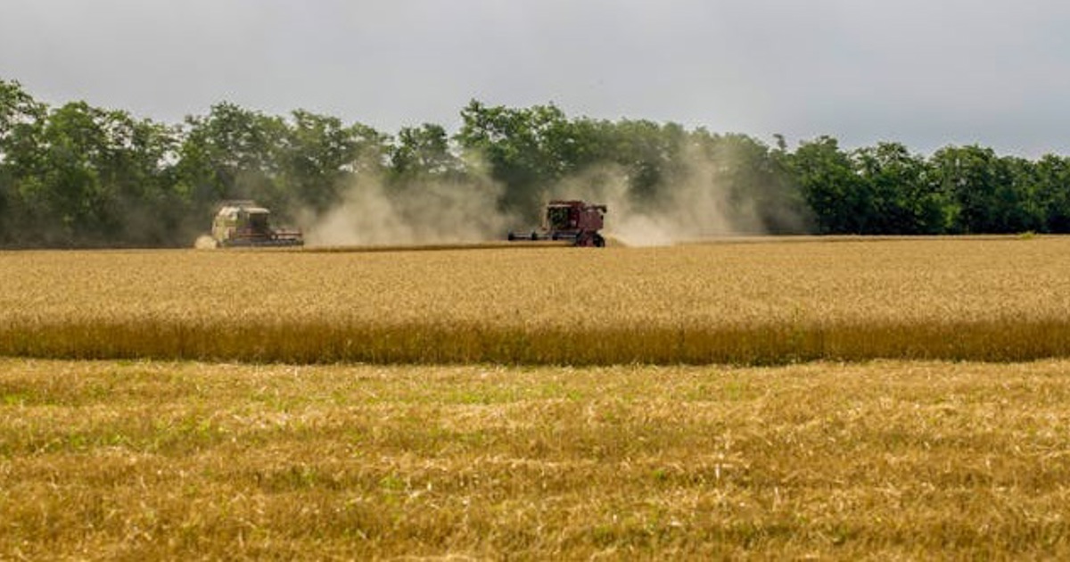 Wheat farmers fight tariff freeze decision, warn of food security threat