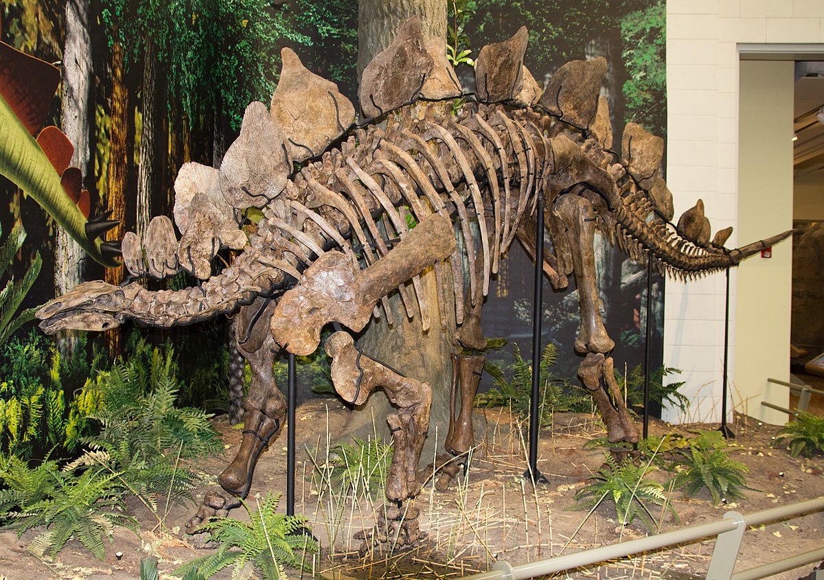 廃盤　新品  恐竜　Fossilly Stegosaurus stegosaurus_ungulatus-